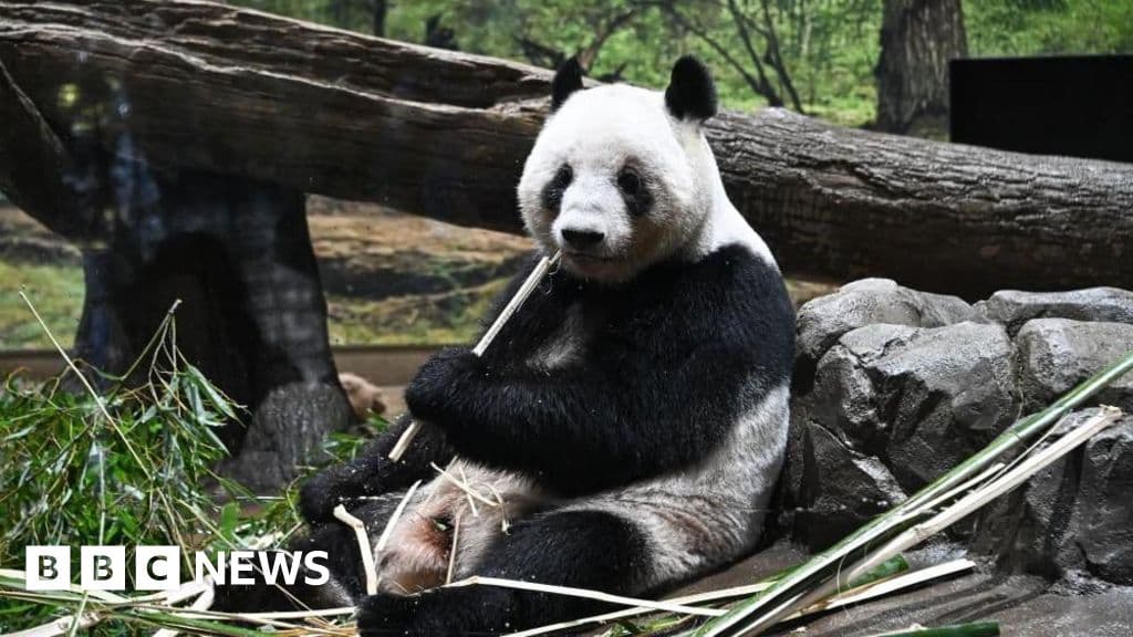 Panda Diplomacy Fails: Japan Bids Tearful Goodbye to Xiao Xiao