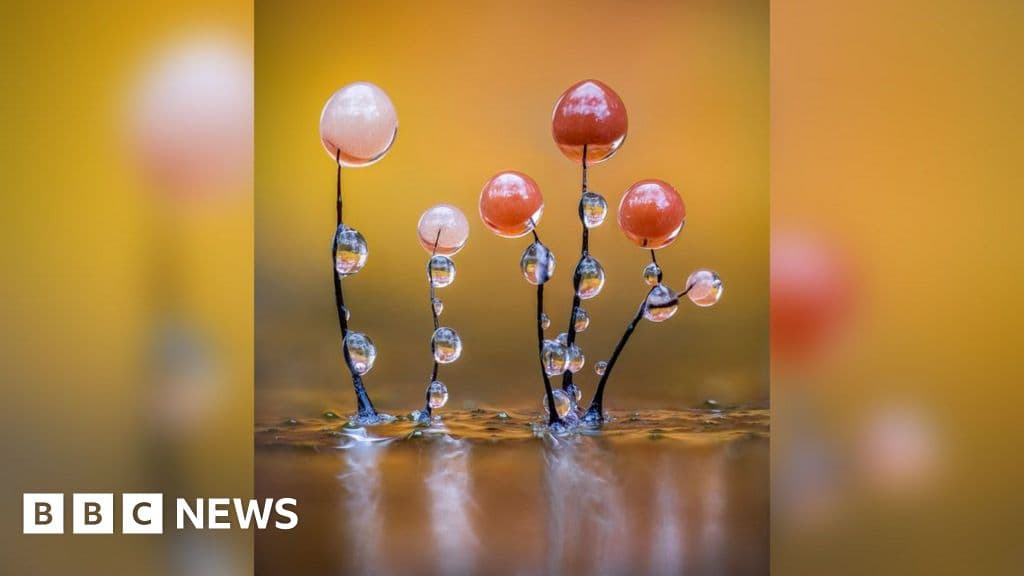 Alien Beauty: Inside the Microscopic World of Slime Moulds