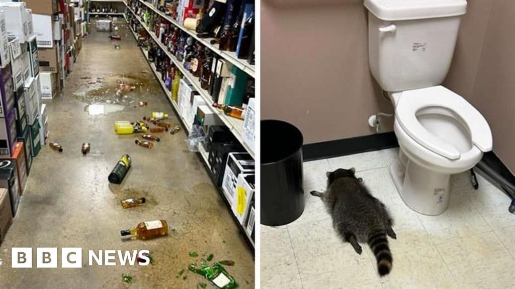 Furry Bandit Drinks Store Dry, Passes Out