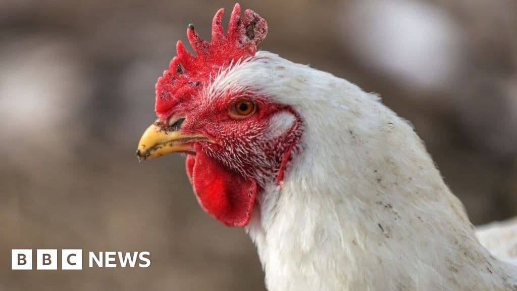 Scientists Model Bird Flu’s Jump to Humans, a Warning for Kenya