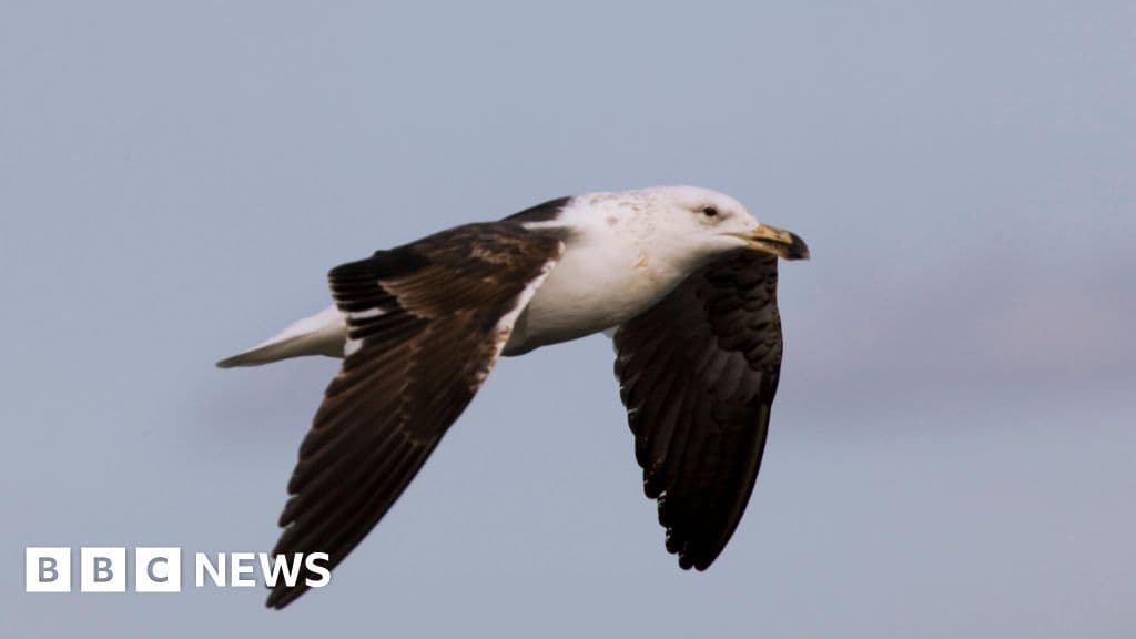 Wings Over Waves: The Battle to Save Africa’s Albatross from Deadly Hooks
