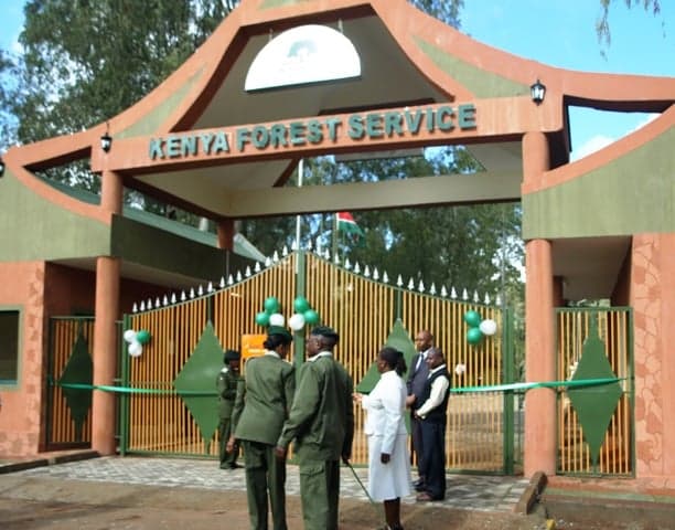 Sex for Firewood: KFS Denies Exploitation Claims in Mt Elgon Forest