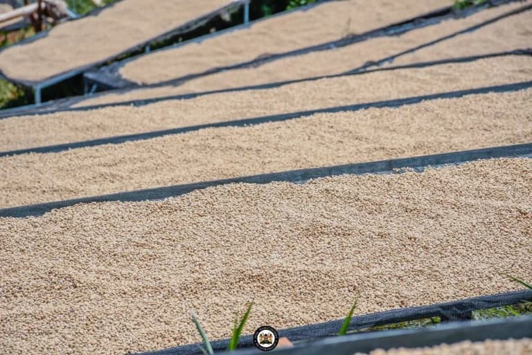 Mathira Farmers Revolt Against State’s Direct Coffee Payment System