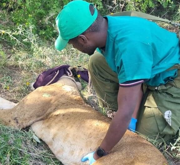 Urban Jungle: Tech Saves Day as Lions Stalk Kitengela