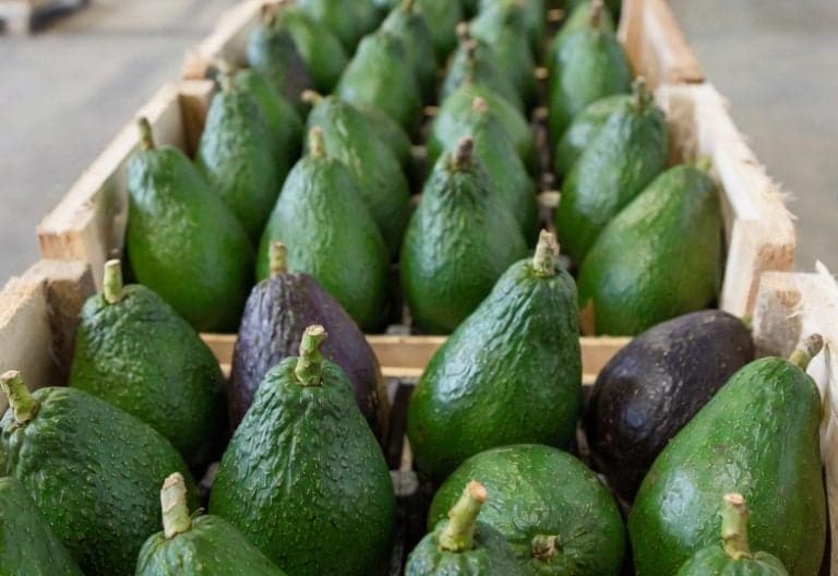 Kenya Tightens Export Controls to Curb Immature Avocado Trade