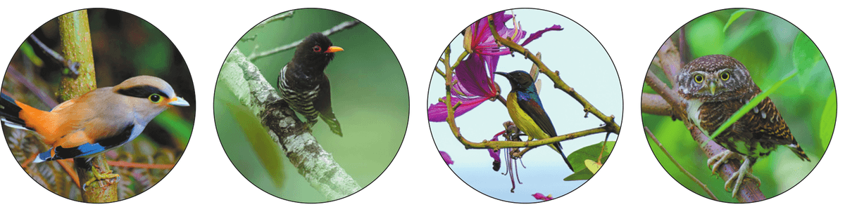 China Bird-Watching-Festival Adds Vital Data for Global Conservation