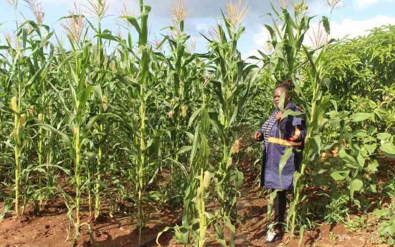 Kenya's Farm Debt Surges to KSh167.7B Amid Policy Push
