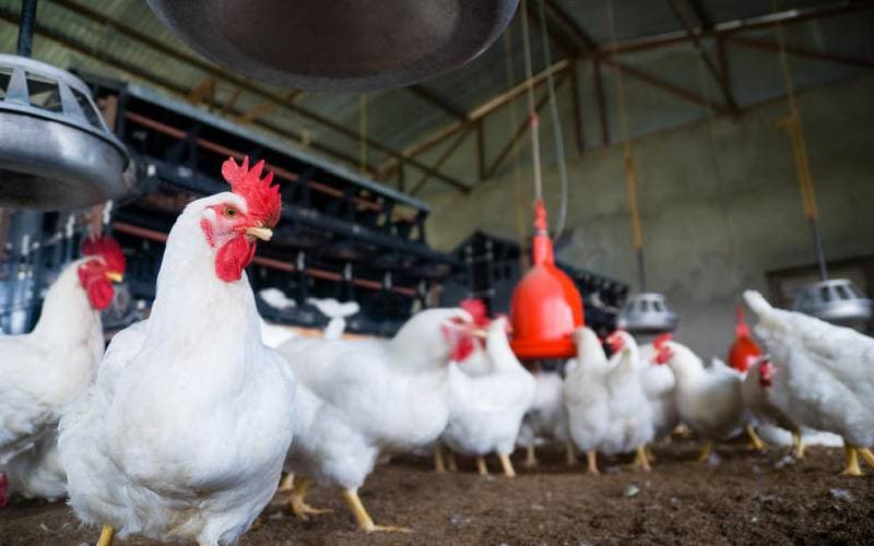 Water Belly: The Silent Threat Costing Kenyan Broiler Farmers Thousands