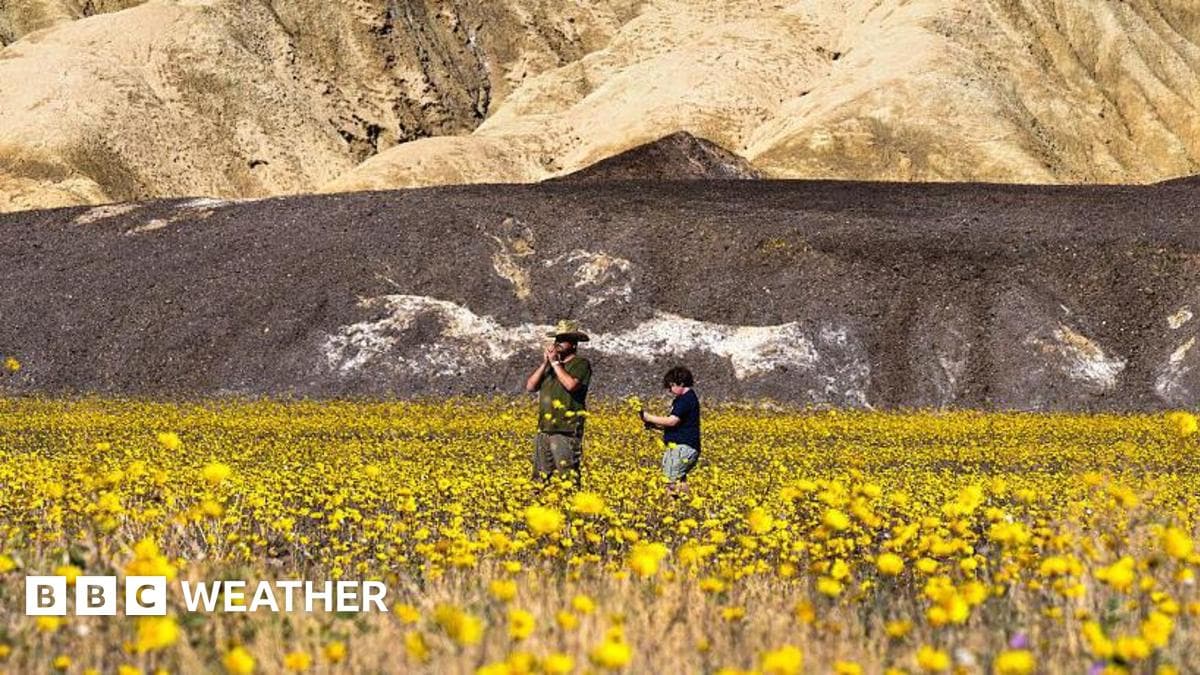 Desert Awakening: Death Valley Superbloom Defies Extreme Aridity