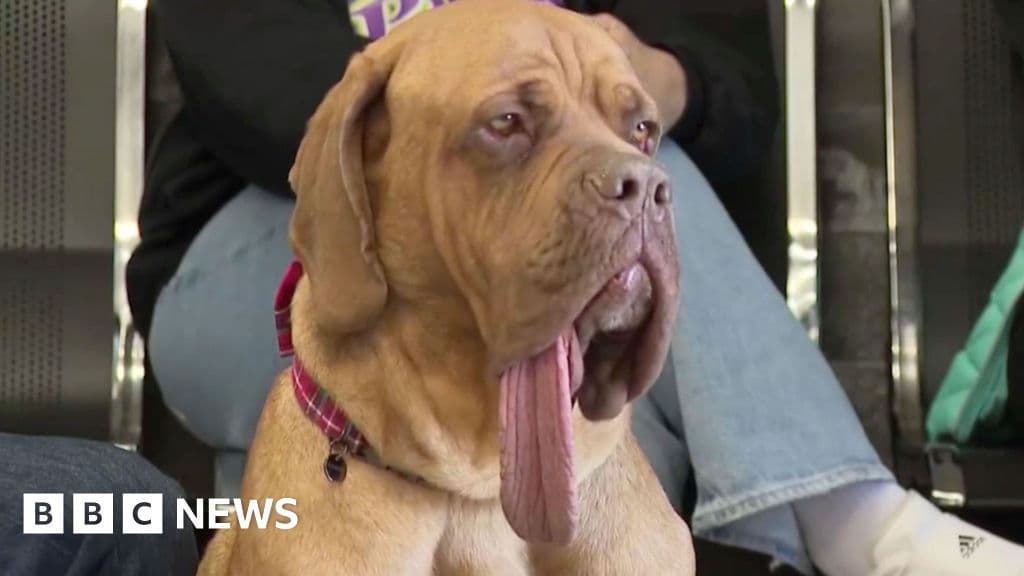 Meet Ozzy: The Dog With a Tongue Almost as Wide as an A4 Page