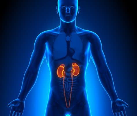 Kidney Disease Rarely Hurts Early: How It Progresses Quietly — and the Tests That Detect It Before Damage Is Permanent