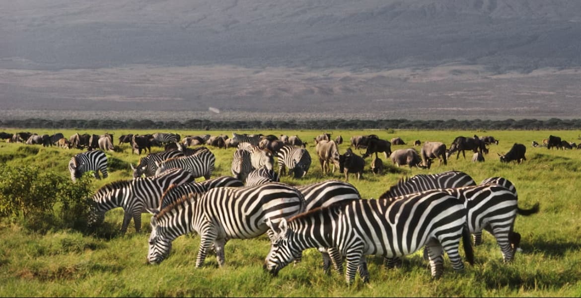 Proposed New Park Fees Announced for Nairobi, Amboseli, Tsavo and Other Parks
