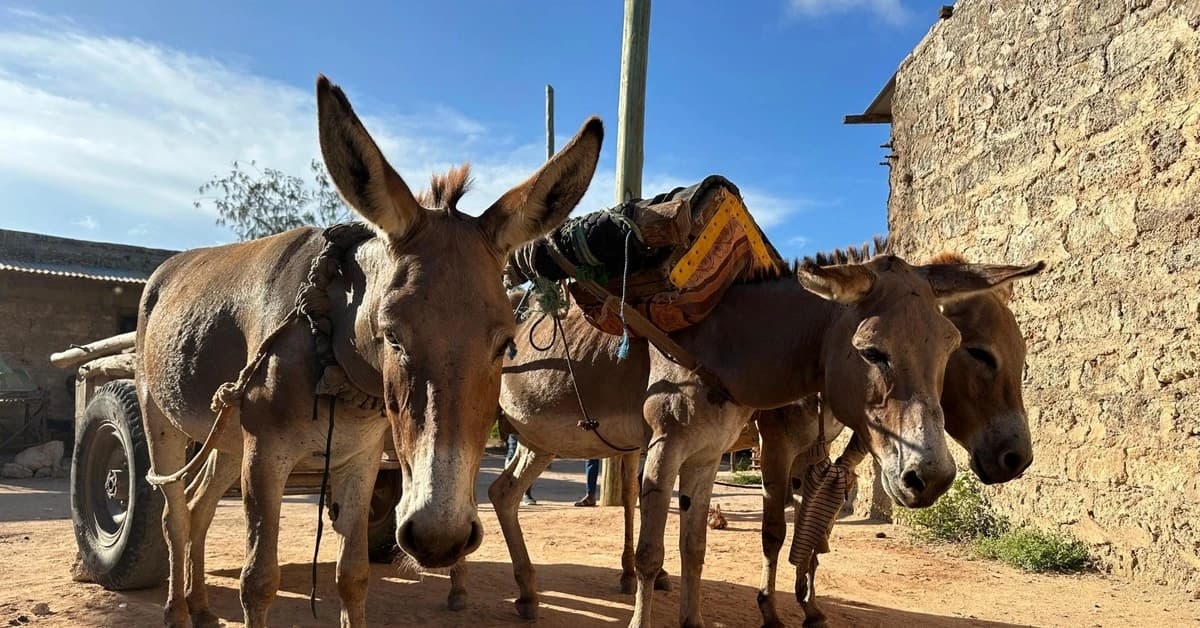 Police recover stolen donkeys in Machakos amid crackdown on livestock theft