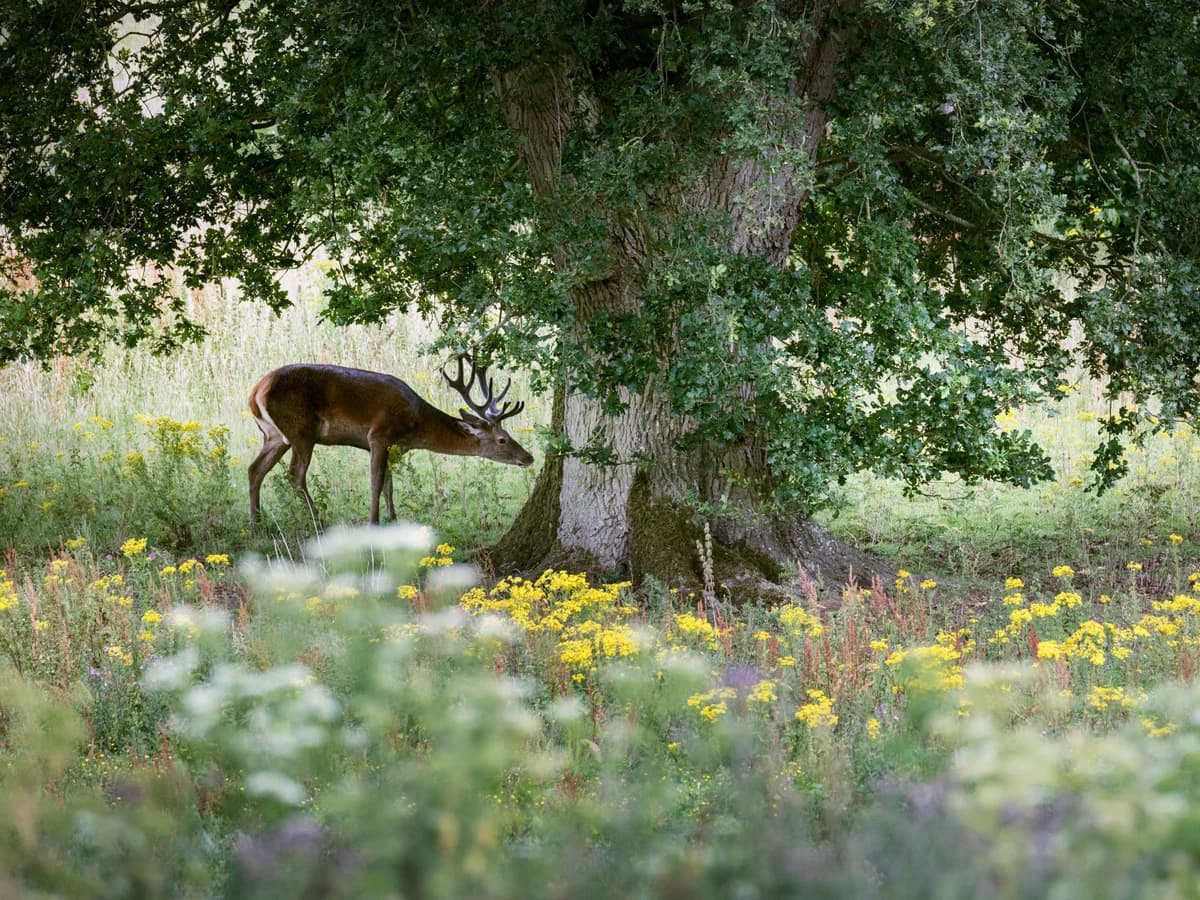 UK's WildEast Movement Expands Nationally, Inspiring Kenyan Conservation