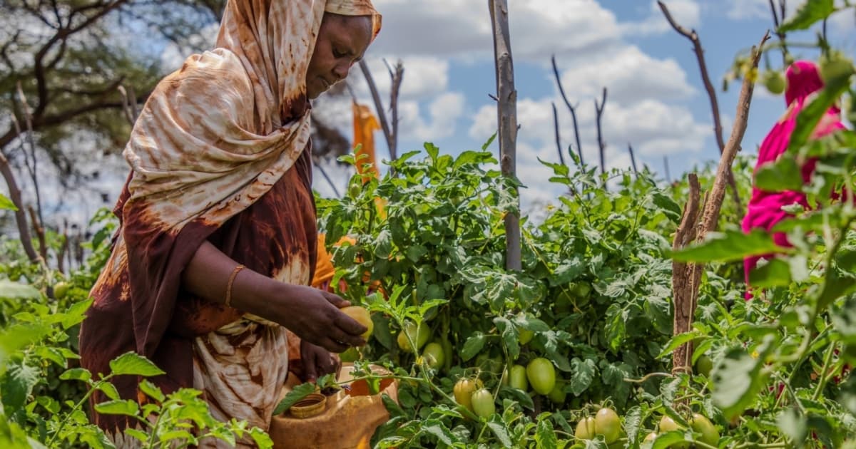 Climate-Resilient Seeds: Africa’s Potent Weapon Against Hunger