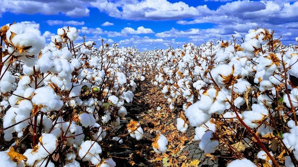Kenya's Cotton Lint Value Soars 70% Amidst Production Surge