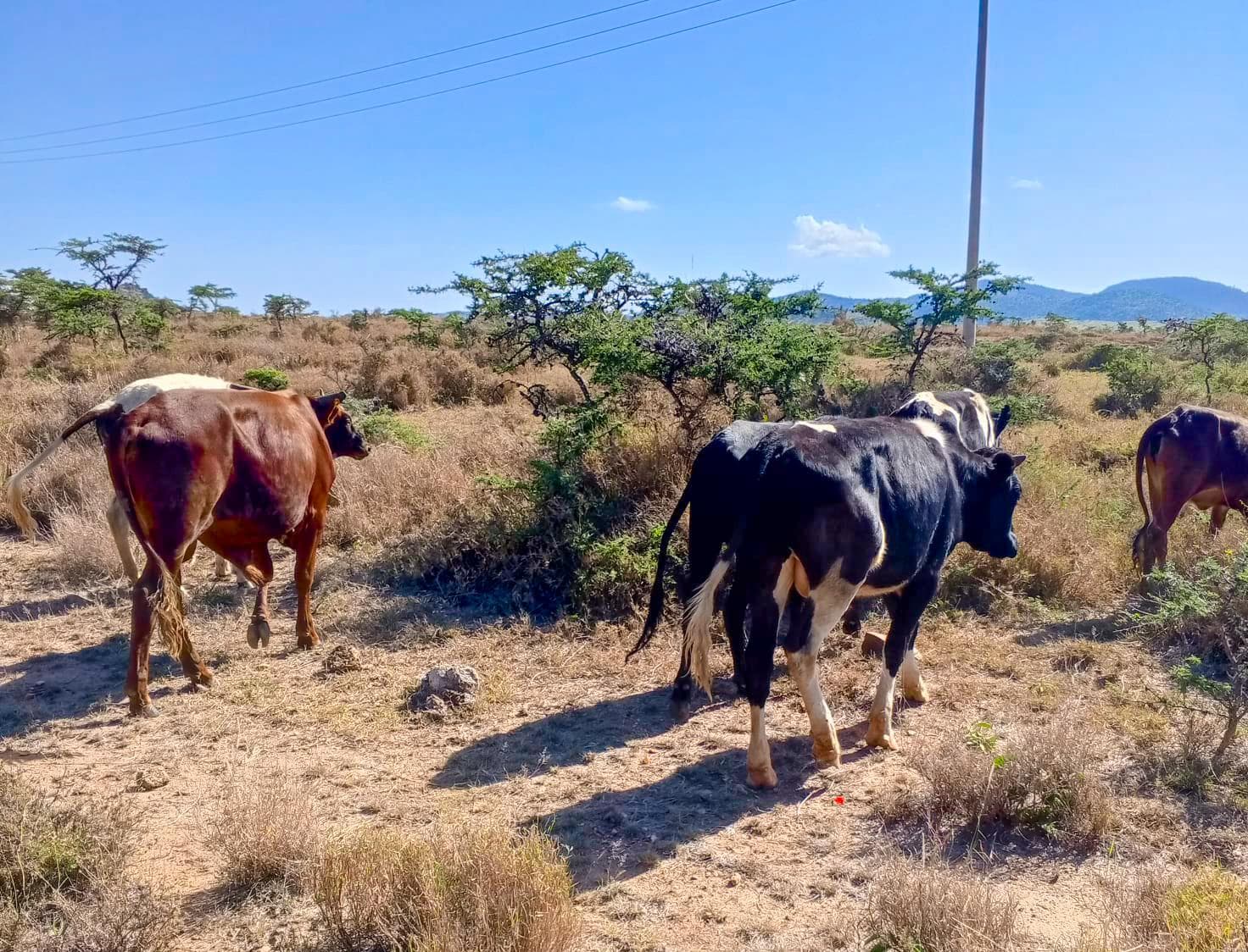 Laikipia Under Siege: Bandits Shoot Two, Steal 1,400 Livestock in Mockery of State Security