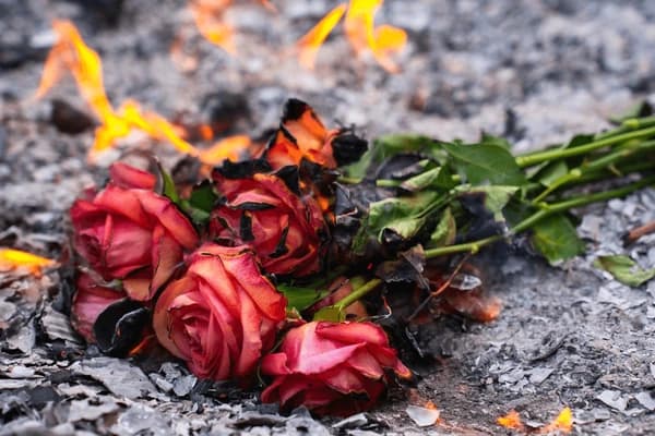 The War on Roses: Why Your Valentine’s Bouquet is Under Fire