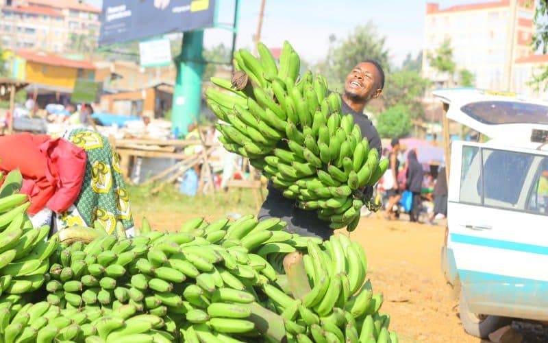 From Rot to Riches: Kenya’s Banana Revolution Finally Peels Off
