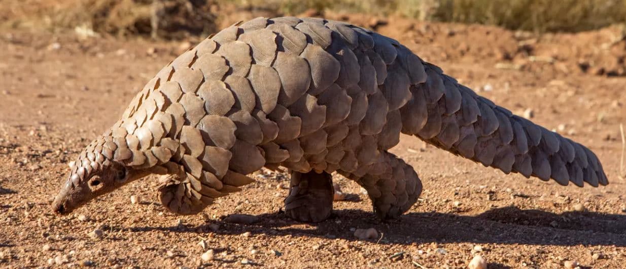 Alarm Sounds Over Escalating Pangolin Trafficking in Kenya