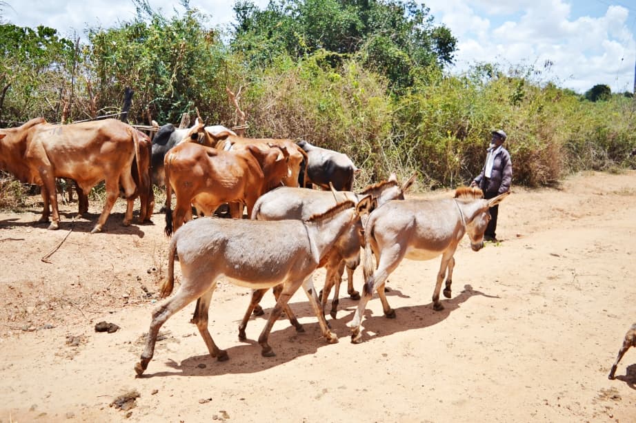 Operation Save the Herd: Kitui Launches Mass Vaccination Amid Drought