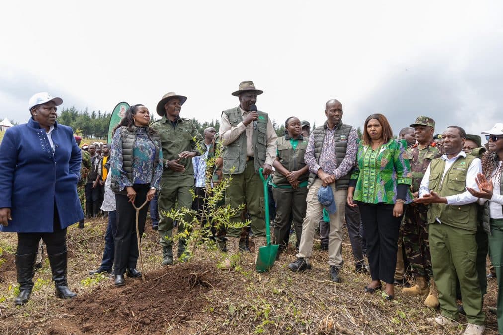 Green Groups Condemn Ruto's Lifting of Mau Forest Logging Ban