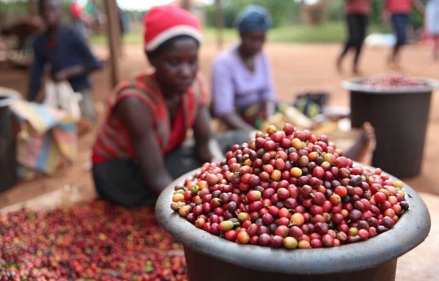 China Overtakes US as Major Ethiopian Coffee Buyer, Posing Stiff Competition for Kenya