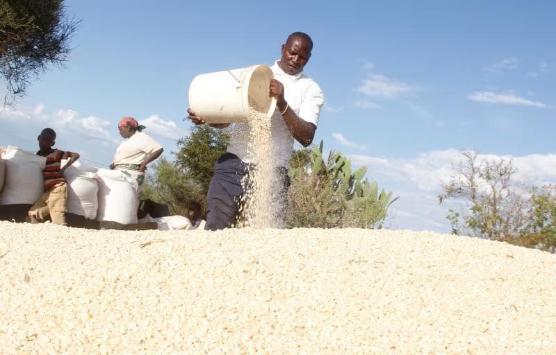 Farmers Rebel as NCPB Sets Maize Buying Price at Sh4,000