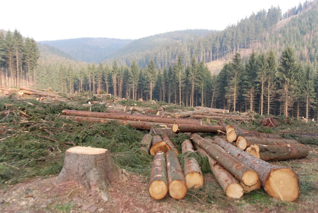 Logging Ban Repeal Fuels Deforestation Fears in Kenya