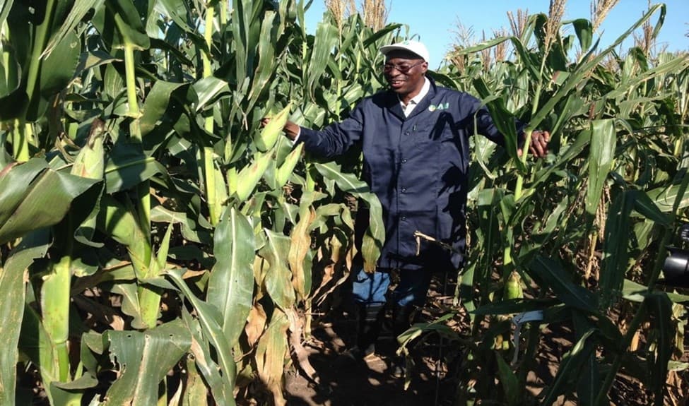 Agriculture CS Munya Launches New Drought-Resistant Maize Variety to Boost Food Security