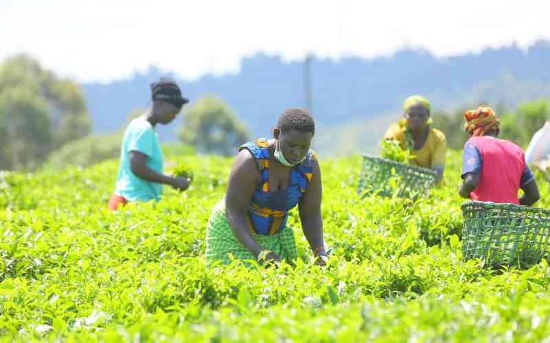 Bonus Blow: Court Throws Out Tea Farmers’ Discrimination Suit Against KTDA
