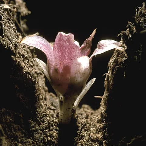 Rare Underground Orchid Faces Extinction, Kenyan Conservation Lessons Emerge