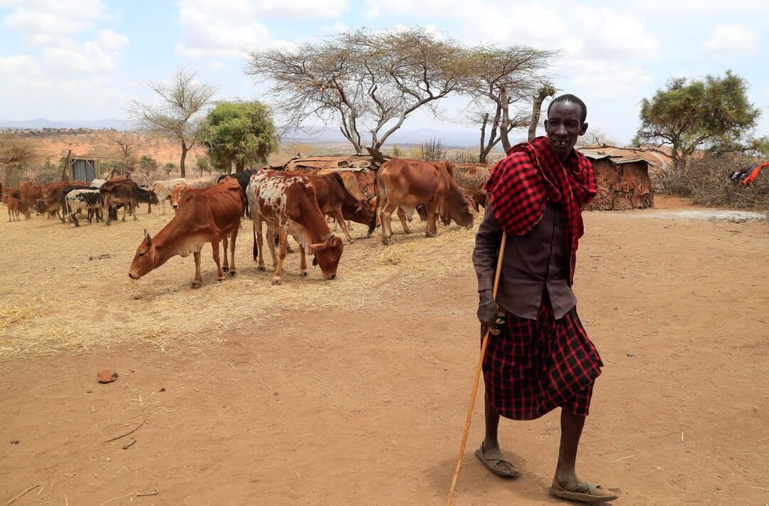 Kajiado's Sh6 Million Pasture Project Fails Amidst Drought
