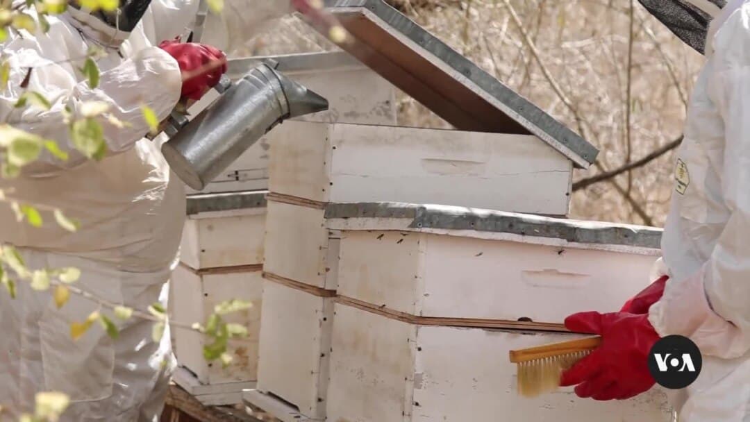 How beekeeping is promoting resilience in the Tana Delta