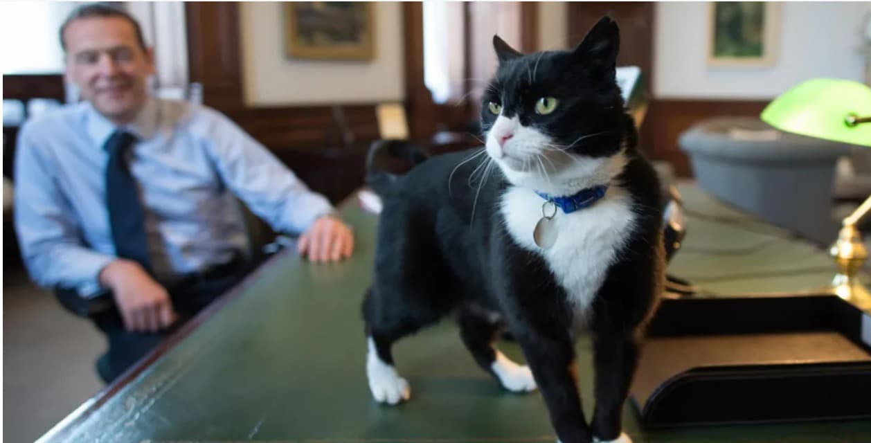 The Diplocat is Dead: Palmerston Succumbs to "Short Illness" in Bermuda