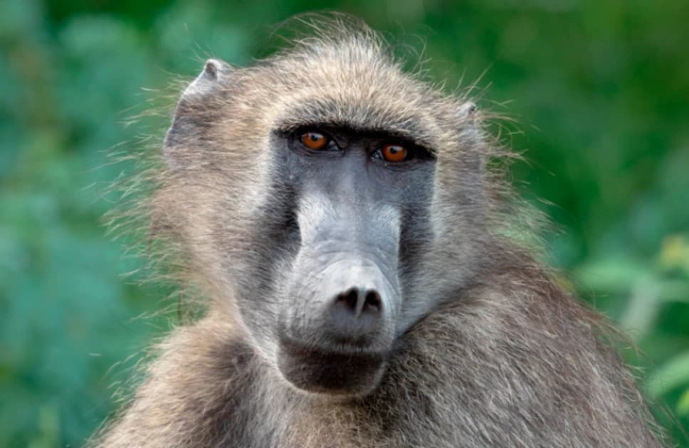 Man vs Beast: Kisumu Villagers Turn Tables on Terror Baboons