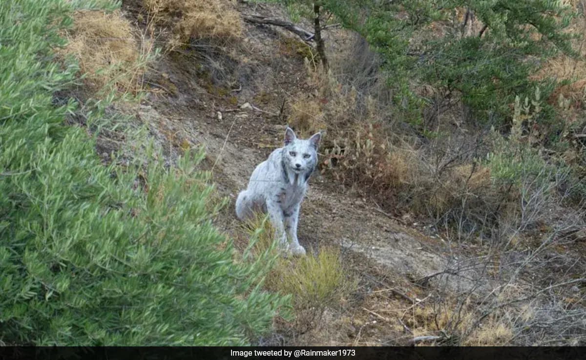 Rare White Lynx Sighting in Spain Offers Conservation Hope