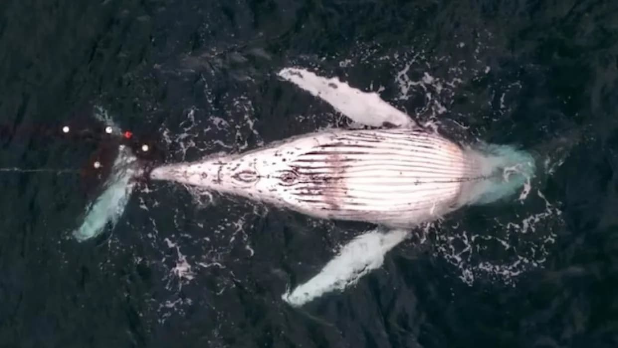 Whale Calf Dies in NSW Shark Net, Reigniting Global Debate