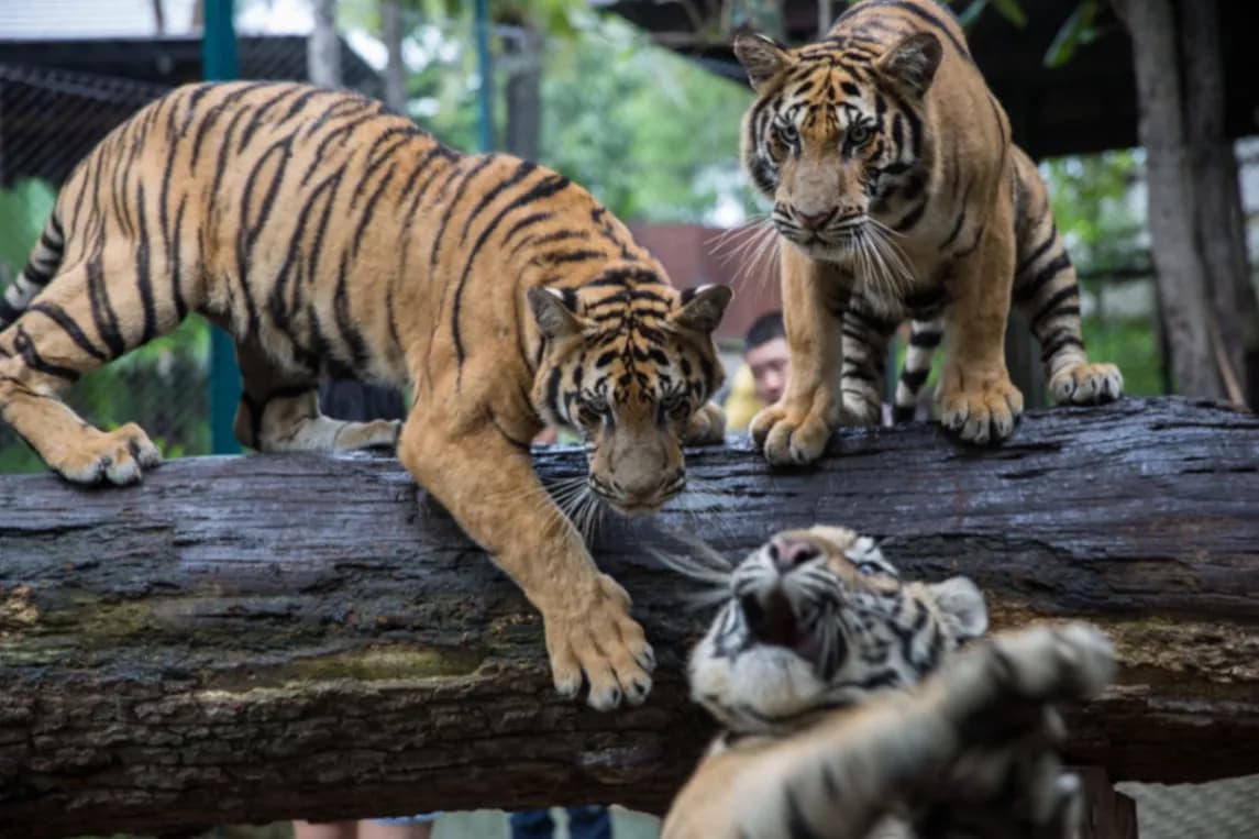 Probe under way after illness kills 72 tigers in Thai tourist park