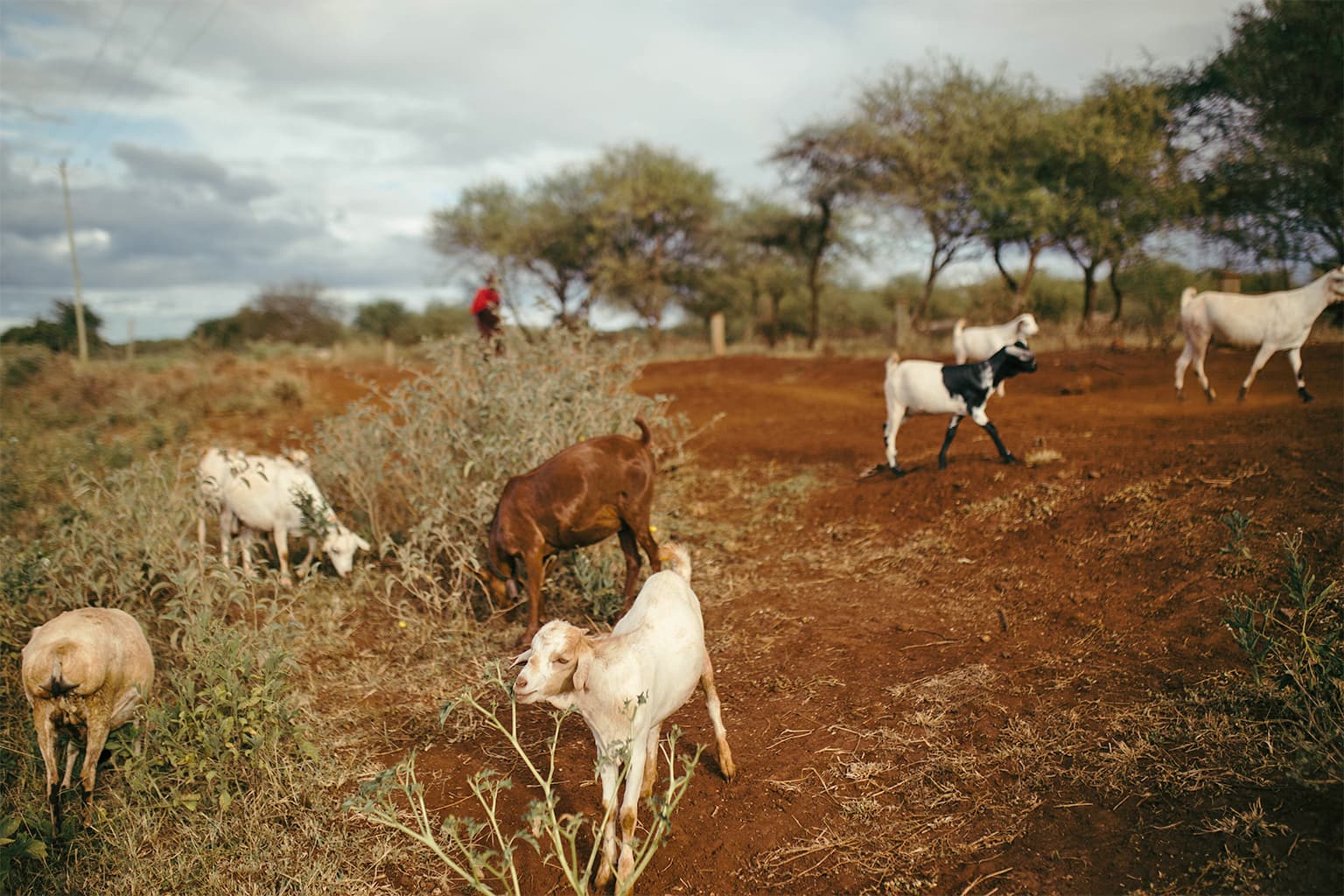 30 Years for Goats: The Tragic Tale of Safari Kaingu Kahindi
