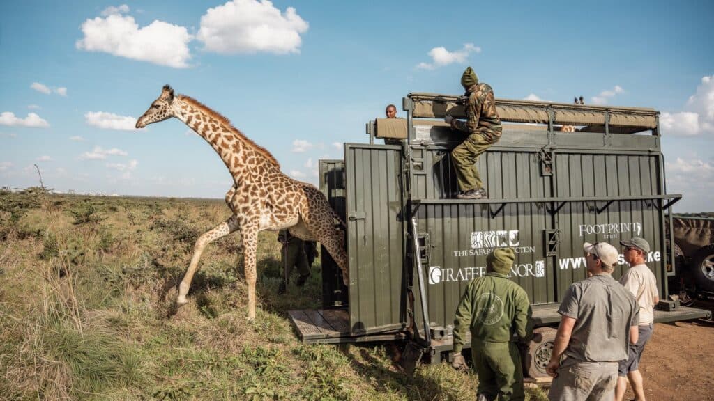 KWS Relocates Wildlife as Development Squeezes Naivasha Corridor