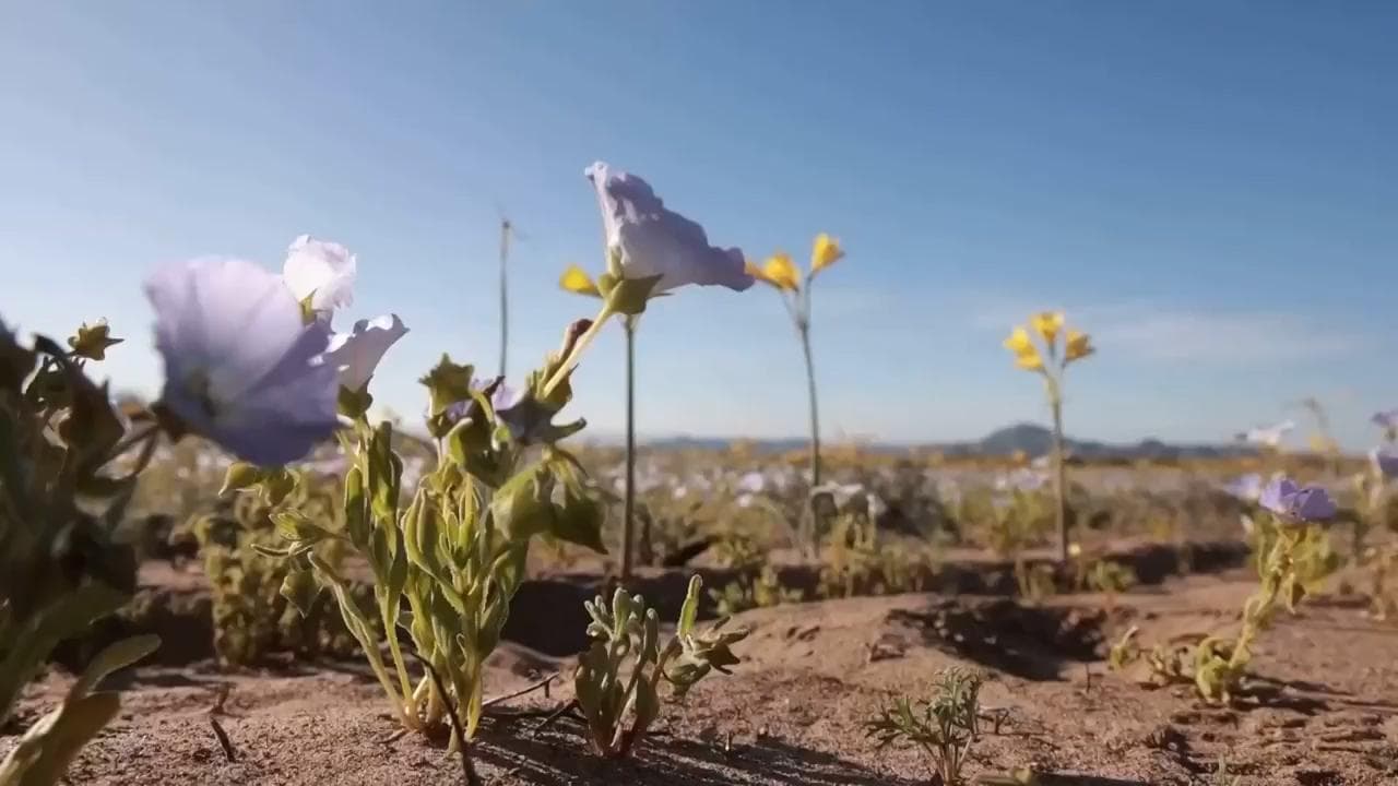 Rare 'Flowering Desert' Transforms Arid Atacama into Fuchsia Spectacle