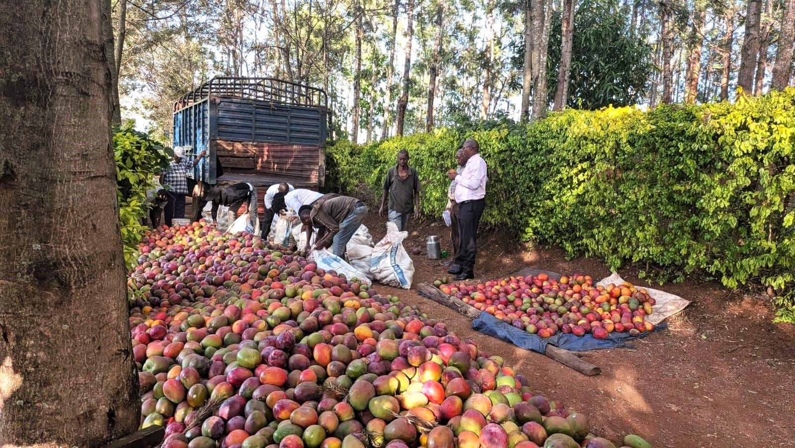 Sweet Relief: Murang’a Mango Glut Fuels Nairobi School Meals