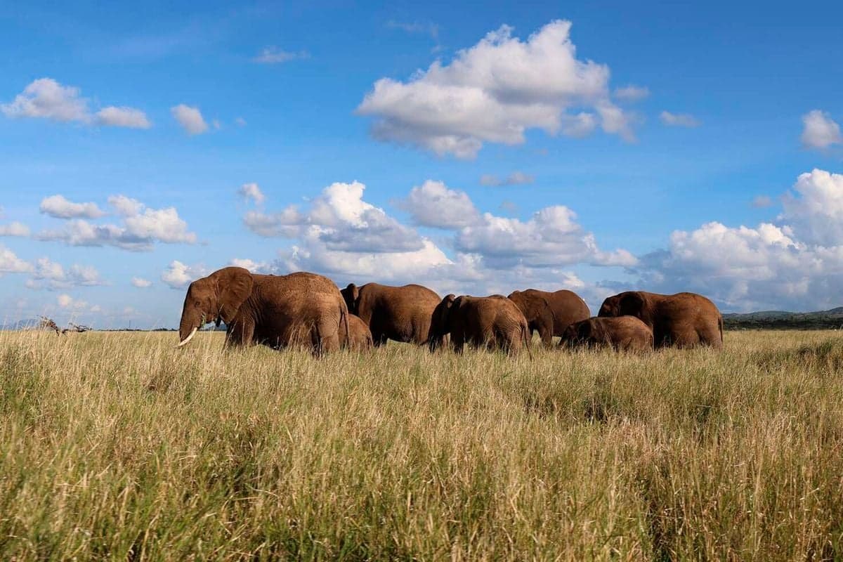 Cabinet Order on Wildlife Corridor Ignites Conservation Versus Commerce-Clash