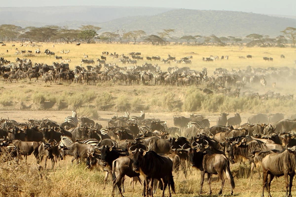 A Global Wonder: Maasai Mara Officially Recognized for Hosting the World’s Greatest Wildlife Migration