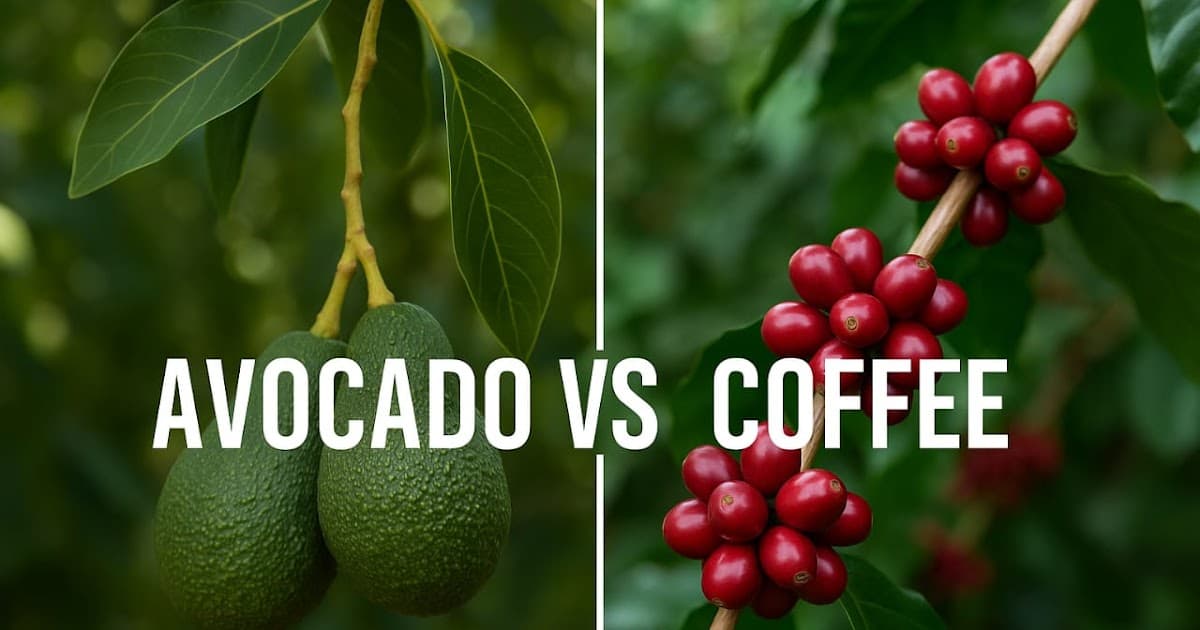 US Tariff Rollback on Coffee, Avocados Offers Kenya Potential Relief