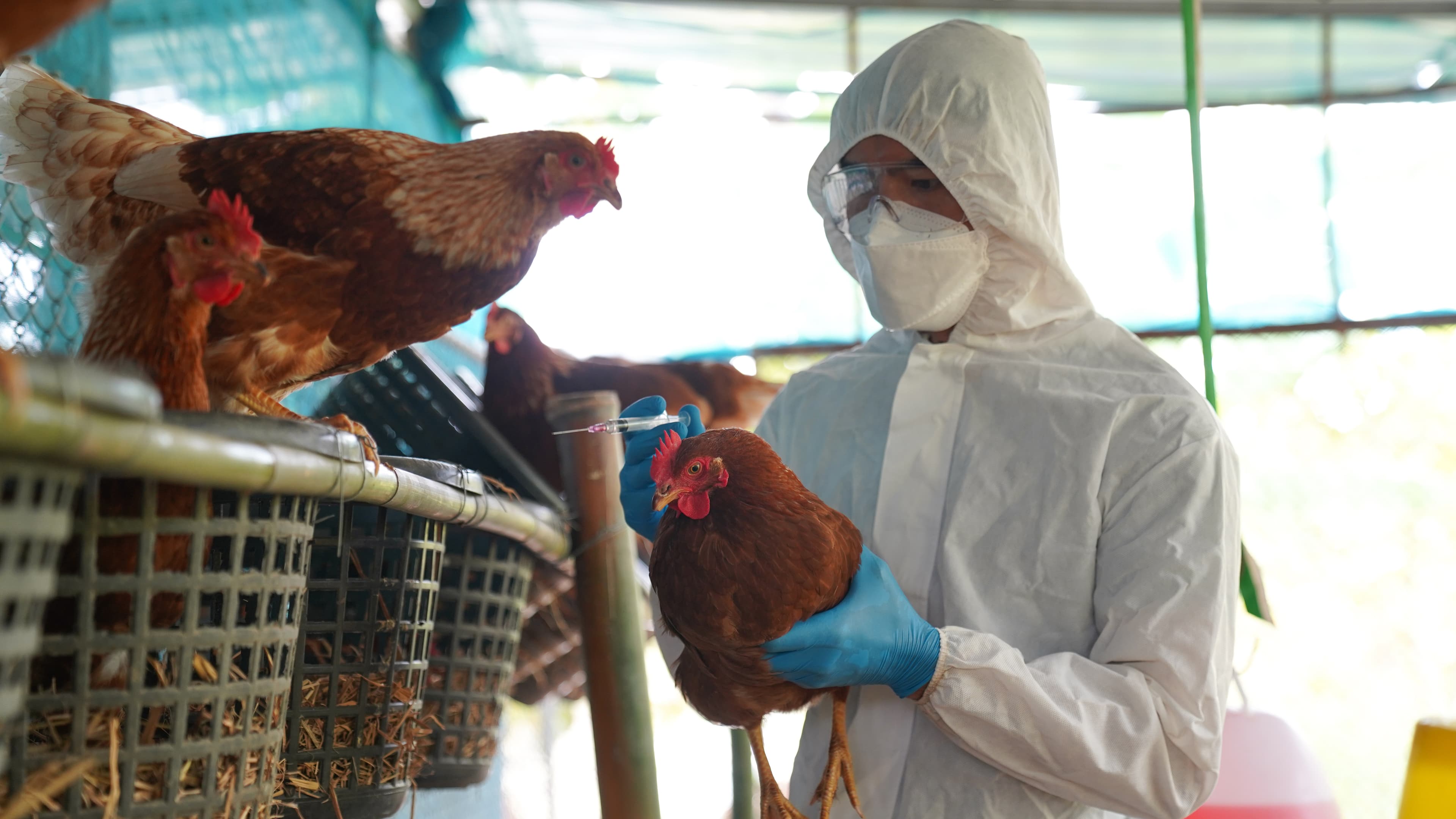 Bird Flu Resurges: Essential Guide to Protecting Yourself