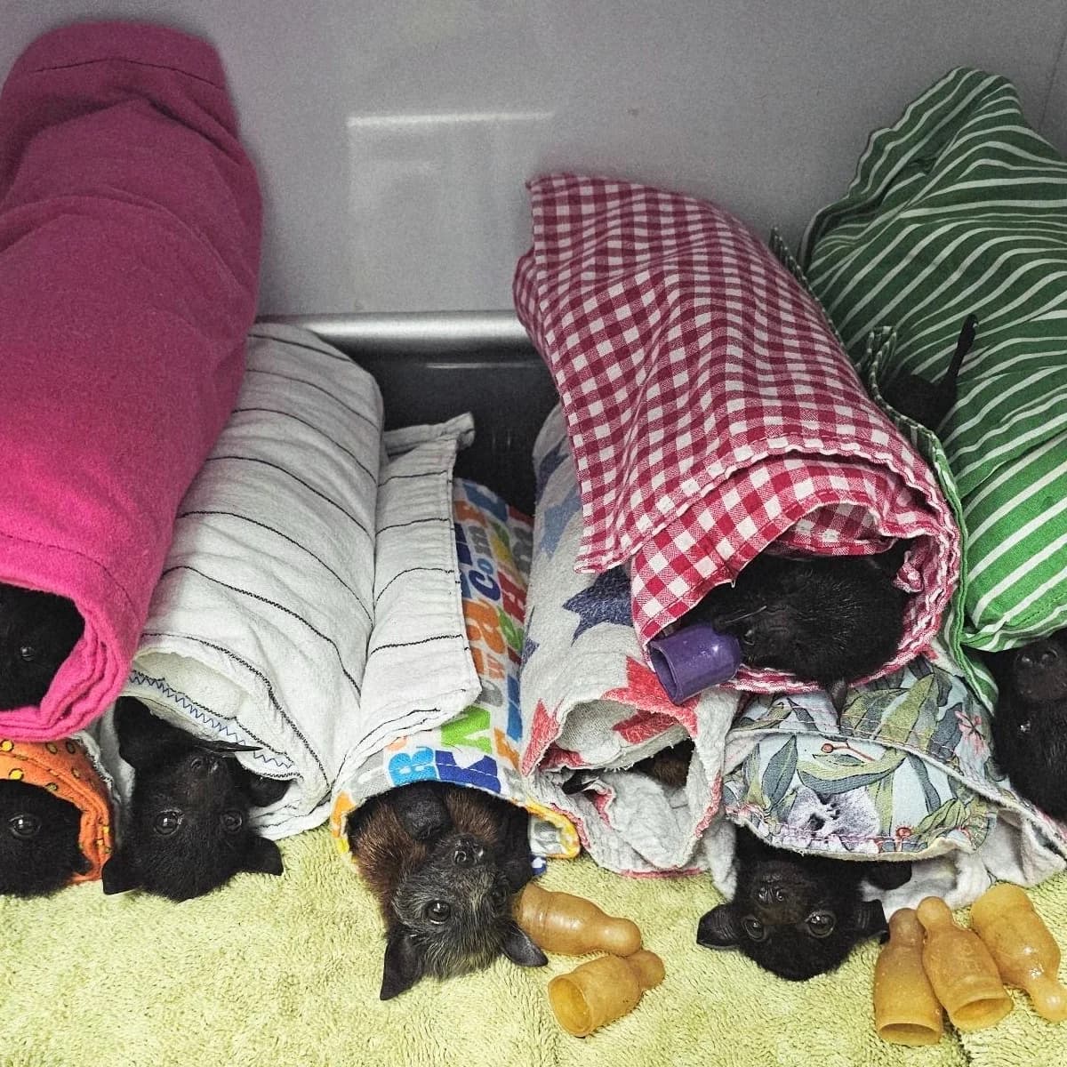 Extreme Hailstorm Batters Vulnerable Flying Fox Colony in Queensland