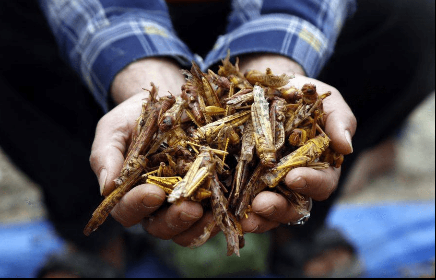 Science Buzz: Locust Oil Emerging as Malaria’s New Foe