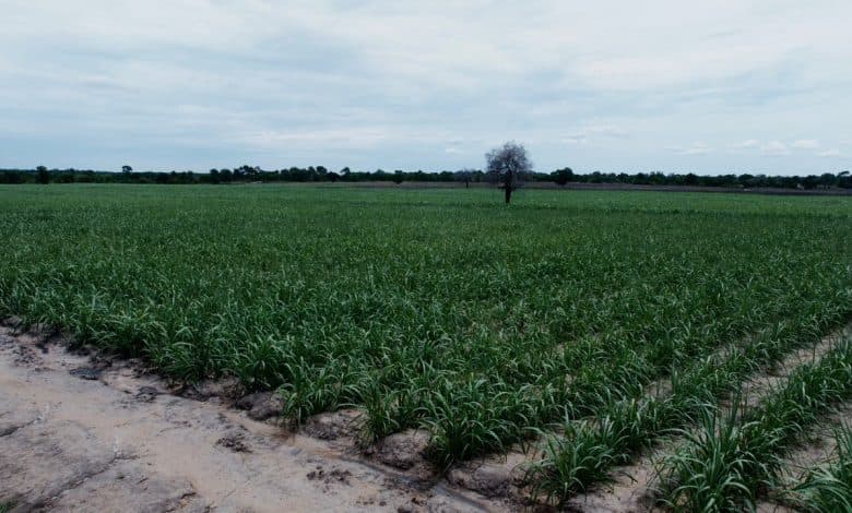 Tanzania Lures Foreign Investors to Boost Ailing Sugar Industry | Streamline Feed | Streamline